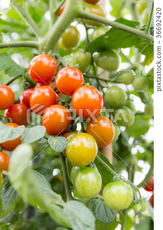 Petit tomato (home garden) Petit tomato (home garden) 36692420