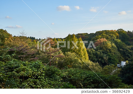 秋天綠色領域樹 36692429