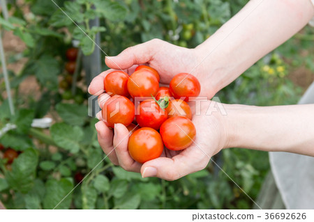 Mini tomato harvest (home garden) 36692626