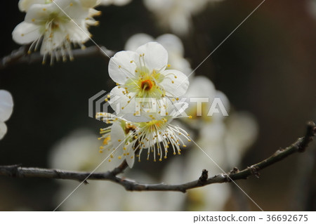 李子的香氣 36692675