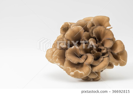 灰樹花 灰樹花 36692815