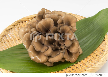 灰樹花 灰樹花 36692816