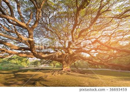 Under giant tree with sun light effect 36693459