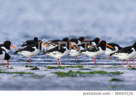 Flock of oystercatchers 36693524