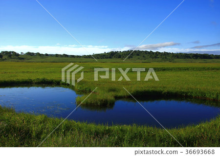夏季雨林的濕地 夏季雨林的濕地 36693668