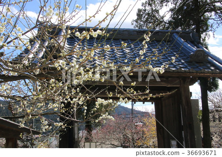 Oshi Plum村 36693671
