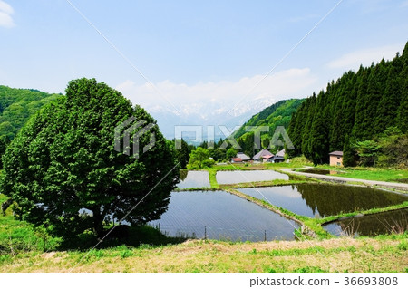 Rural landscape in spring (Blue Oni settlement) Rural landscape in spring (Blue Oni settlement) 36693808