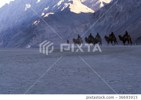 Tourists riding camels Tourists riding camels 36693915