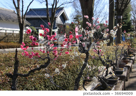 Fuchu native forest Meirin 36694009