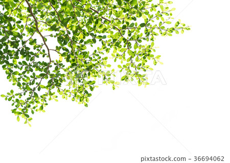 Tree branch with green leaves isolated 36694062