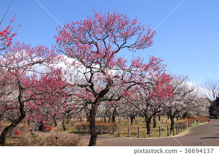 府中原生林Meirin 36694137