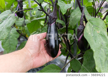 Eggplant harvest (home garden) 36694221