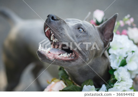 thai ridgeback dog in flower wreath thai ridgeback dog in flower wreath 36694492