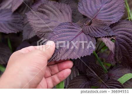 Red Shiso (home garden) Red Shiso (home garden) 36694551