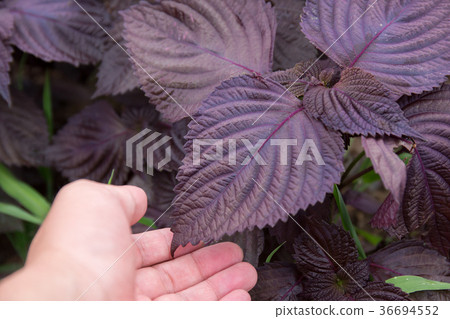Red Shiso (home garden) Red Shiso (home garden) 36694552