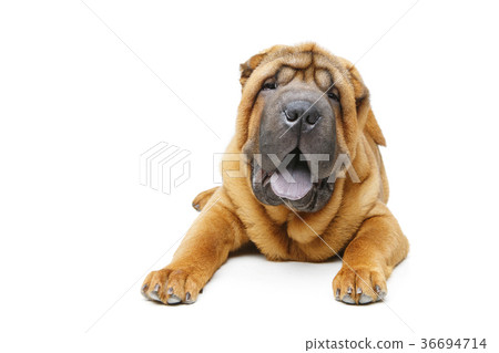 beautiful shar pei puppy 36694714