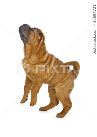 beautiful shar pei puppy beautiful shar pei puppy 36694721