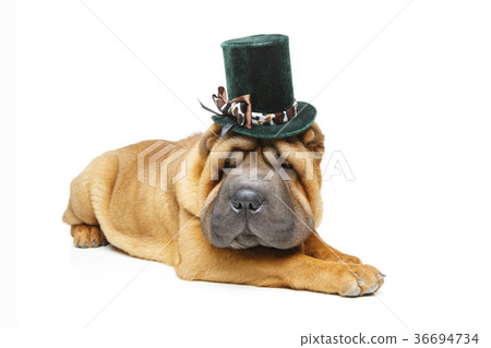 beautiful shar pei puppy in hat 36694734