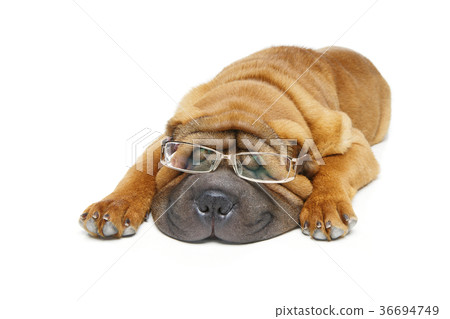 beautiful shar pei puppy beautiful shar pei puppy 36694749