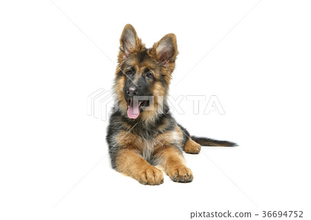 beautiful german shepard puppy 36694752