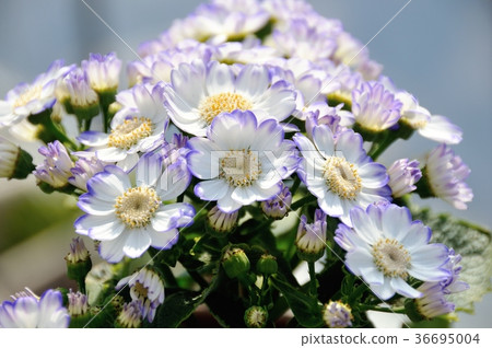 cineraria cineraria 36695004