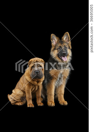beautiful two puppy dogs beautiful two puppy dogs 36695005