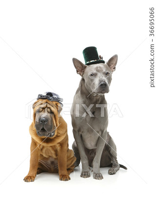 beautiful two dogs 36695066