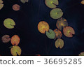 Leaves floating gently on the water surface 36695285