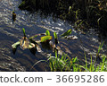 Ogawa reflecting light 36695286