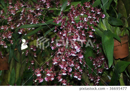Oncidium Shirley Baby "Sweet Fragrance" Oncidium Shirley Baby "Sweet Fragrance" 36695477