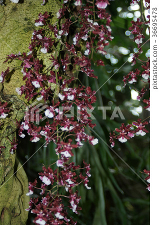 Oncidium Shirley Baby "Sweet Fragrance" Oncidium Shirley Baby "Sweet Fragrance" 36695478