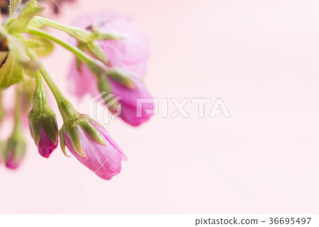 旭山櫻花的海角 旭山櫻花的海角 36695497