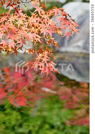 秋天天鵝庭院 秋天天鵝庭院 36695559