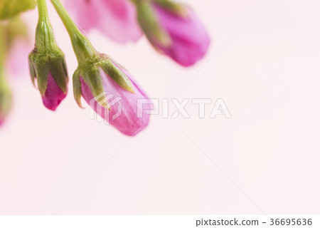 旭山櫻花的海角 36695636