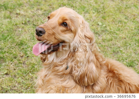 American Cocker Spaniel 36695676