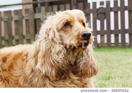 American Cocker Spaniel American Cocker Spaniel 36695682