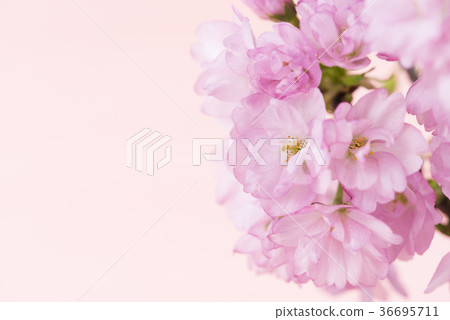 旭山櫻花盛開 旭山櫻花盛開 36695711