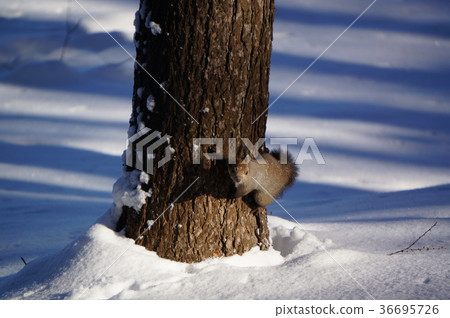 Ezolith of Srizuka cemetary garden 36695726