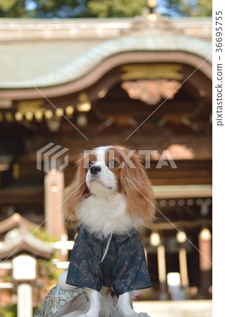 Cavalier with Hagoromo 36695755