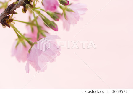 Asahiyama cherry blossoms in full bloom Asahiyama cherry blossoms in full bloom 36695791