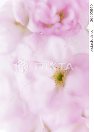 Asahiyama cherry blossoms in full bloom Asahiyama cherry blossoms in full bloom 36695940