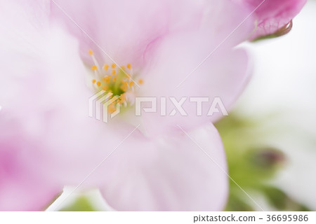 Asahiyama cherry blossoms in full bloom Asahiyama cherry blossoms in full bloom 36695986