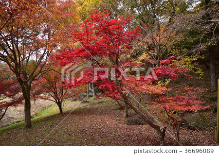 Red maple Red maple 36696089