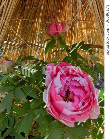 Winter peony (sun) 36696173