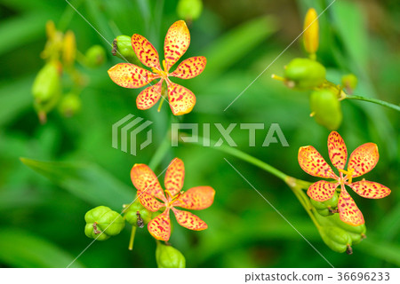 Orange flower, yellow flower, flower, petal, blossom, fresh, warm, love, passion, romance, elegance 36696233