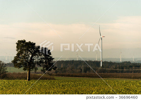 Green environment tree panorama view over wind 36696460
