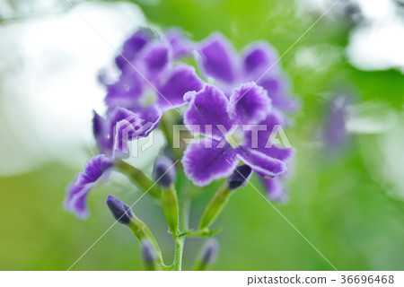 Purple flowers, flowers, petals, blossom, warm, love, passion, romance, lively, elegant 36696468
