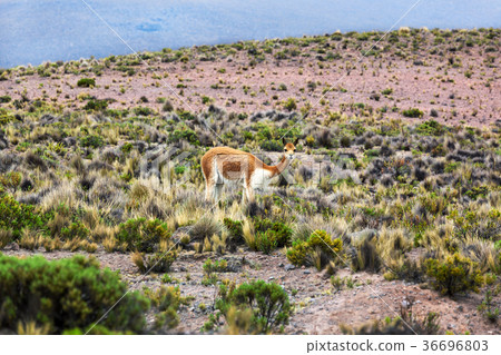 vicuna in the highlands vicuna in the highlands 36696803