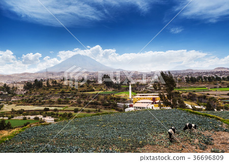 cows, volcano and old town 36696809
