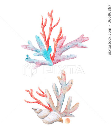 Watercolor coral composition 36696867